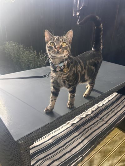 Happy adoption story: Fifty