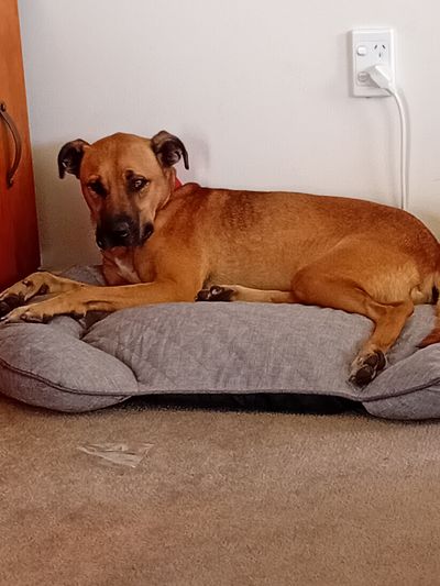 Happy adoption story: OJ