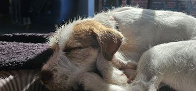 Happy adoption story: Ian