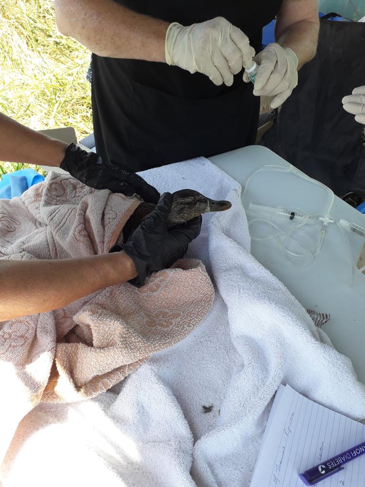 Experts treat a duck with avian botulism