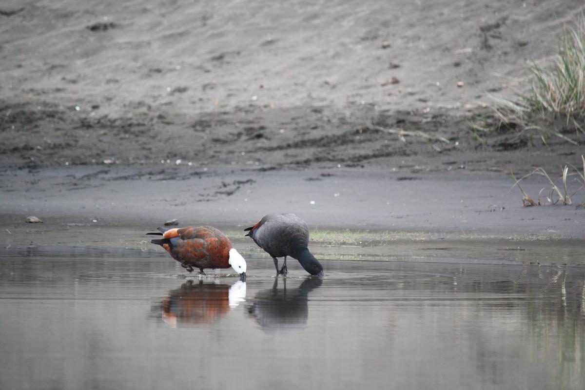 Paradise shelducks are one of the species of birds most commonly impacted by avian botulism