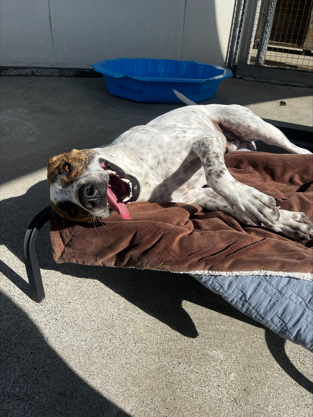 Gallery image: Skeeter