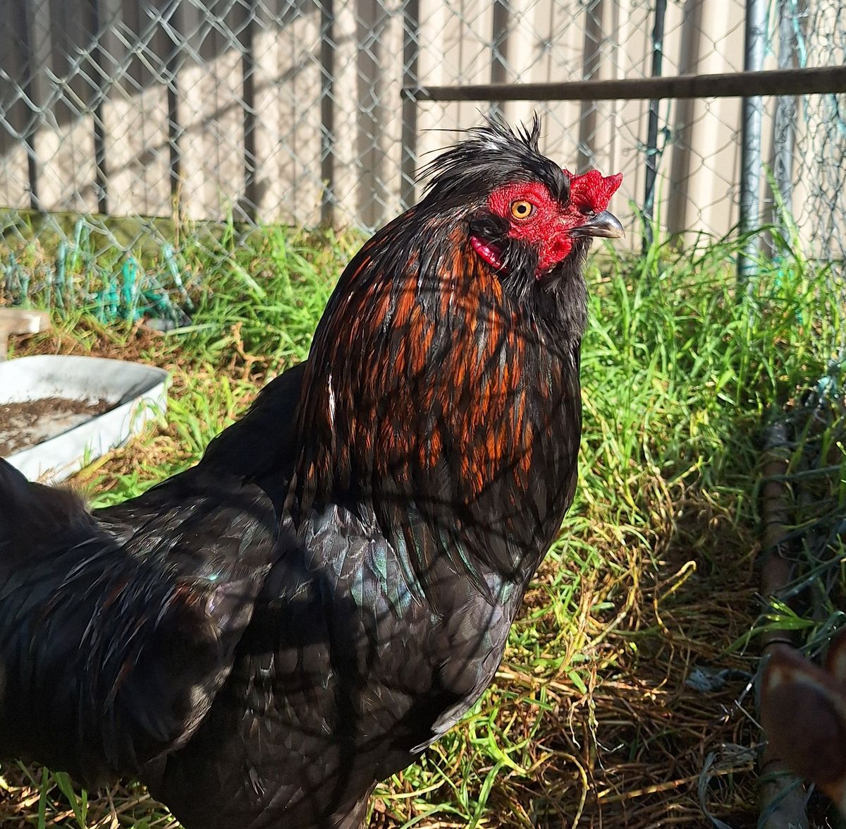 Gallery image: Sirius Black