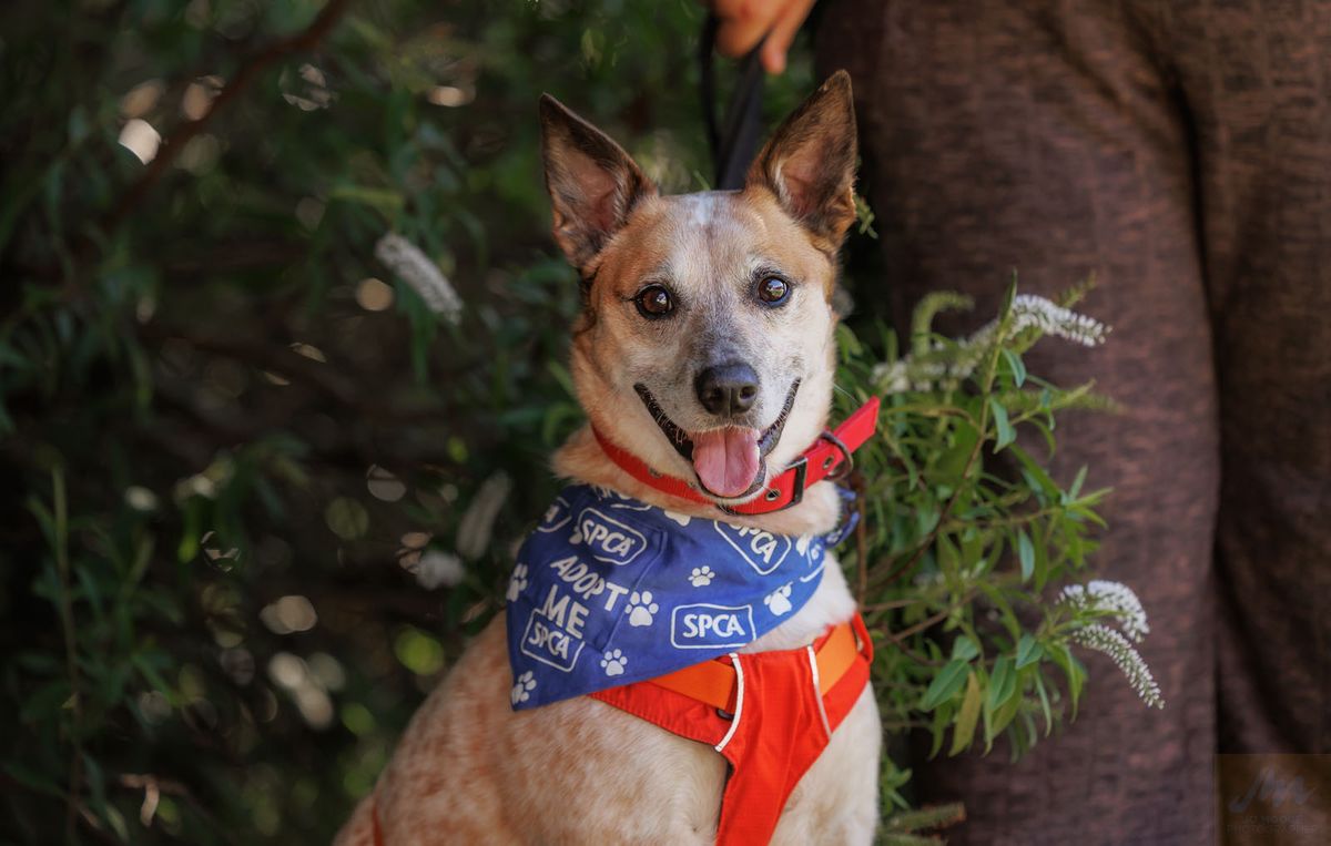 Gallery image: Mochi