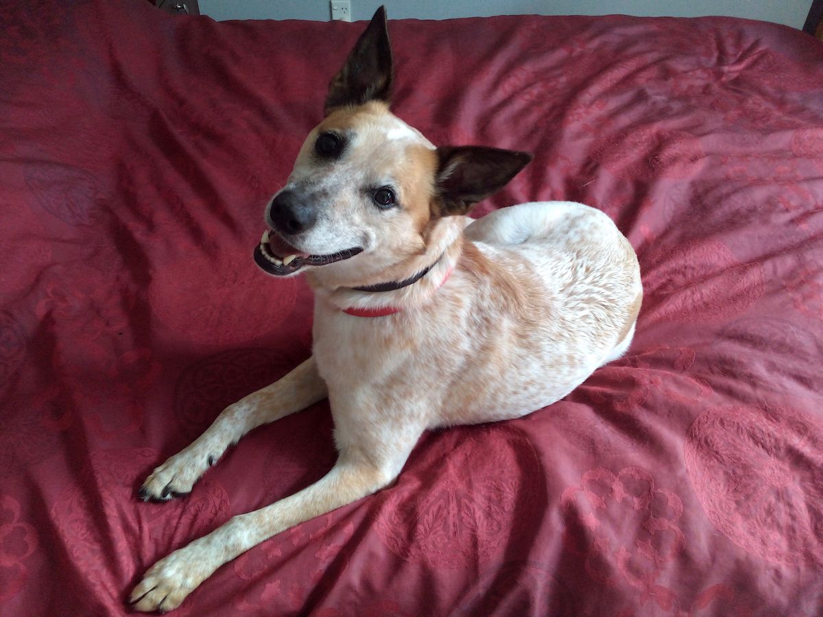 Gallery image: Mochi