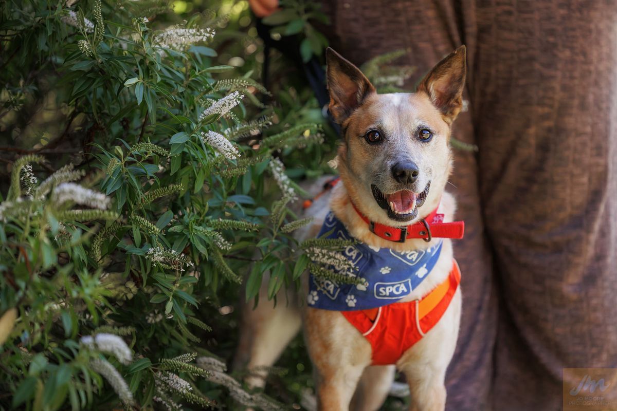 Gallery image: Mochi