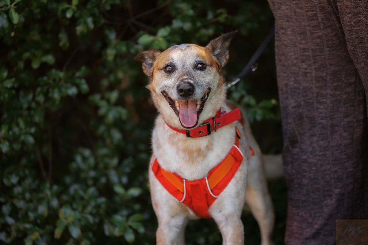 Gallery image: Mochi