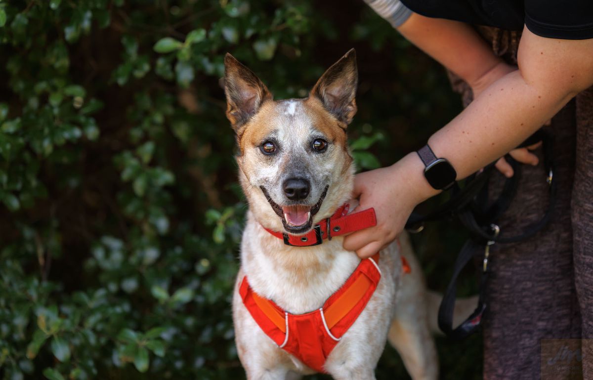 Gallery image: Mochi