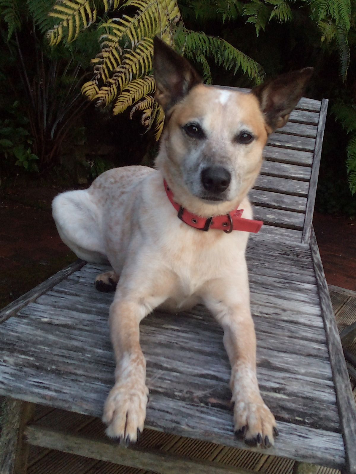 Gallery image: Mochi