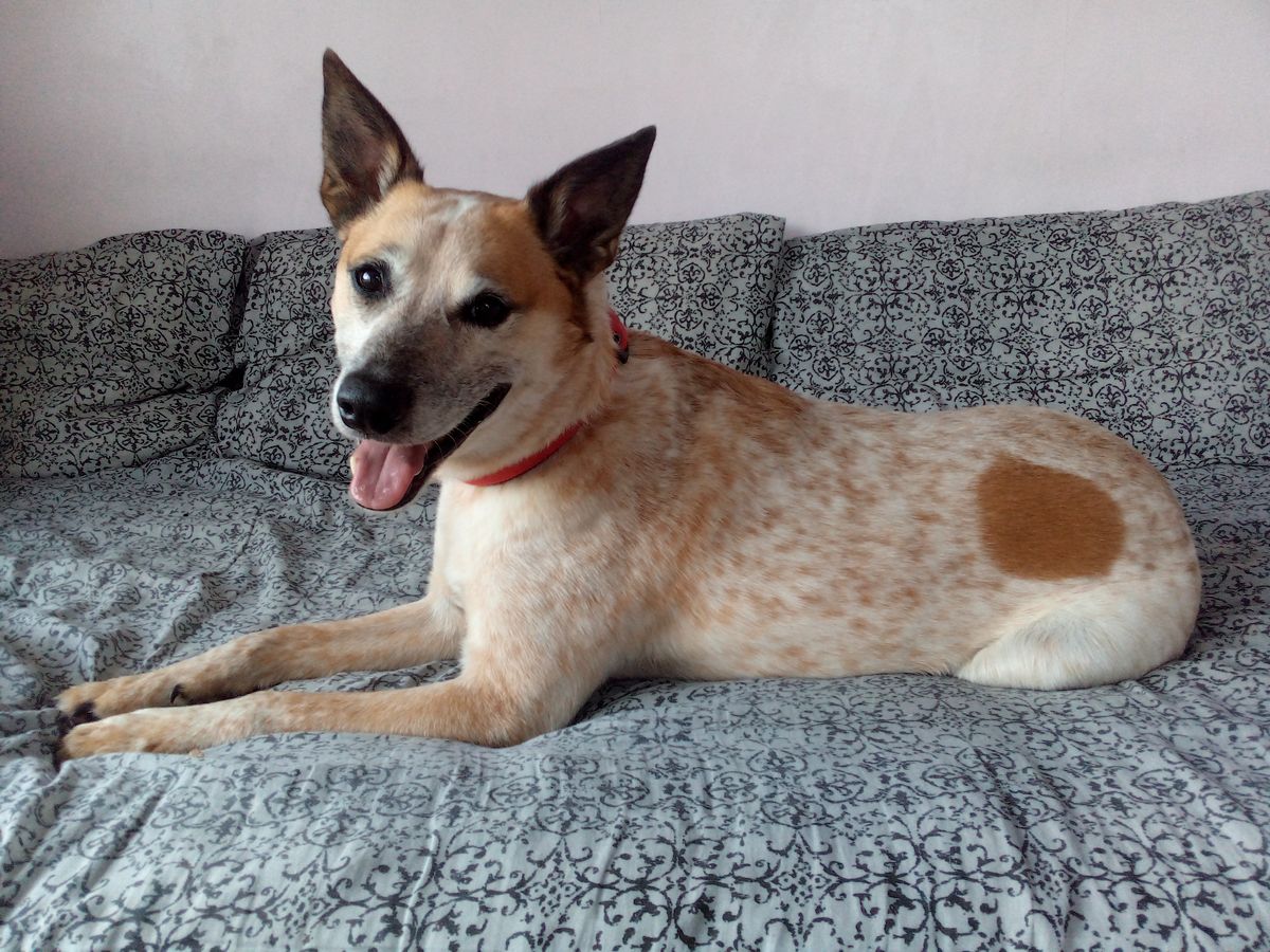 Gallery image: Mochi