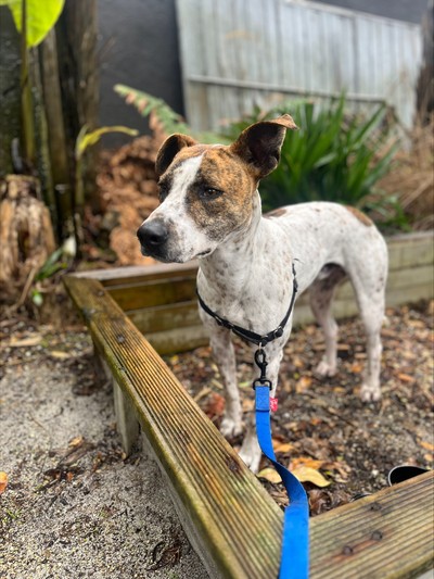 Skeeter - Medium Cross Breed