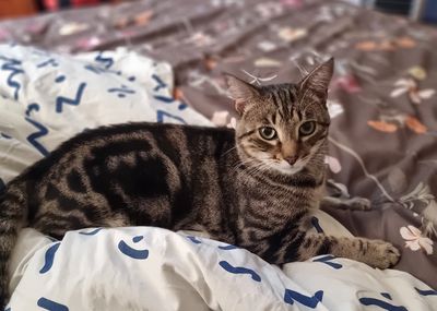 Happy adoption story: Van