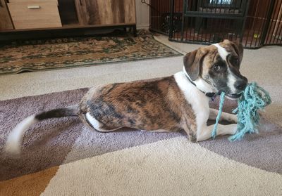 Happy adoption story: Bess