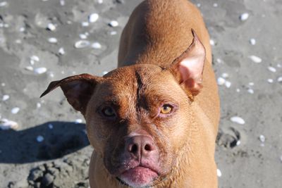 Happy adoption story: OJ