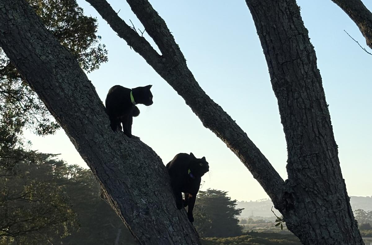 Happy adoption story: Millie and Indy