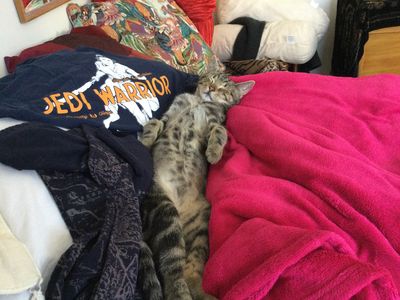 Happy adoption story: Ozzy