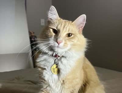 Happy adoption story: Rickles