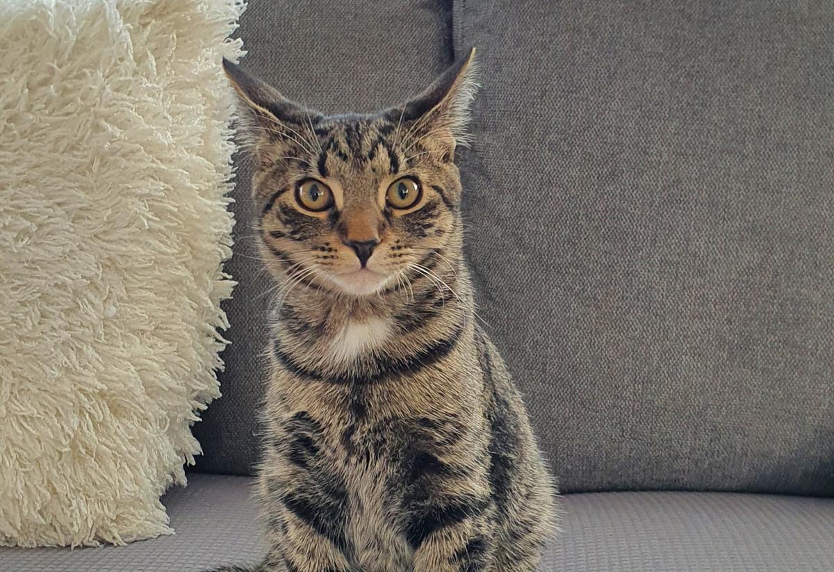 Happy adoption story: Charlie