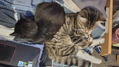 Happy adoption story: OJ