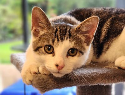 Happy adoption story: Ziggy