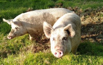 Happy adoption story: OJ