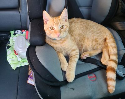 Happy adoption story: Simba