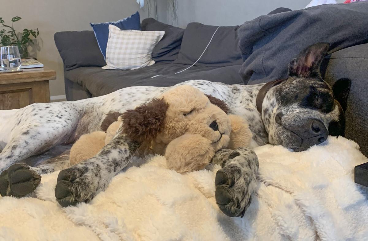 Happy adoption story: Poppy