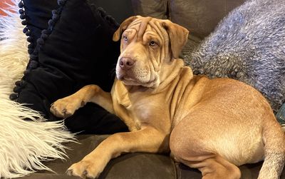 Happy adoption story: OJ