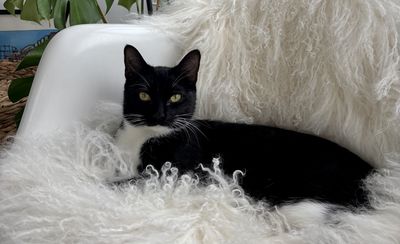 Happy adoption story: Savoy Truffle (Savvy)