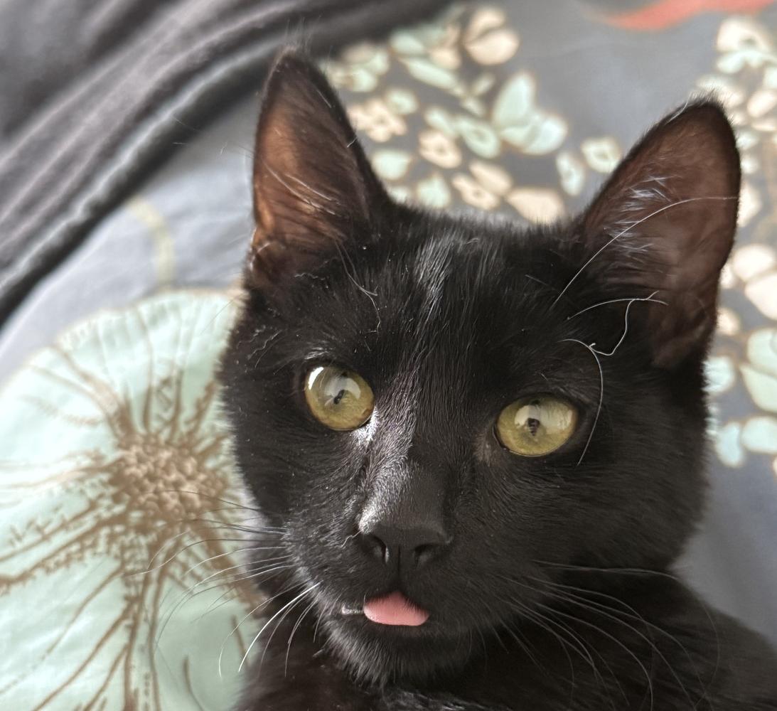 Happy adoption story: Timber