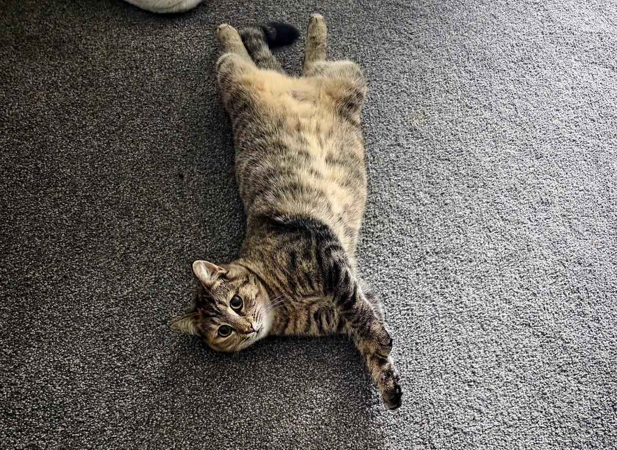 Happy adoption story: Sashimi