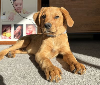 Happy adoption story: OJ