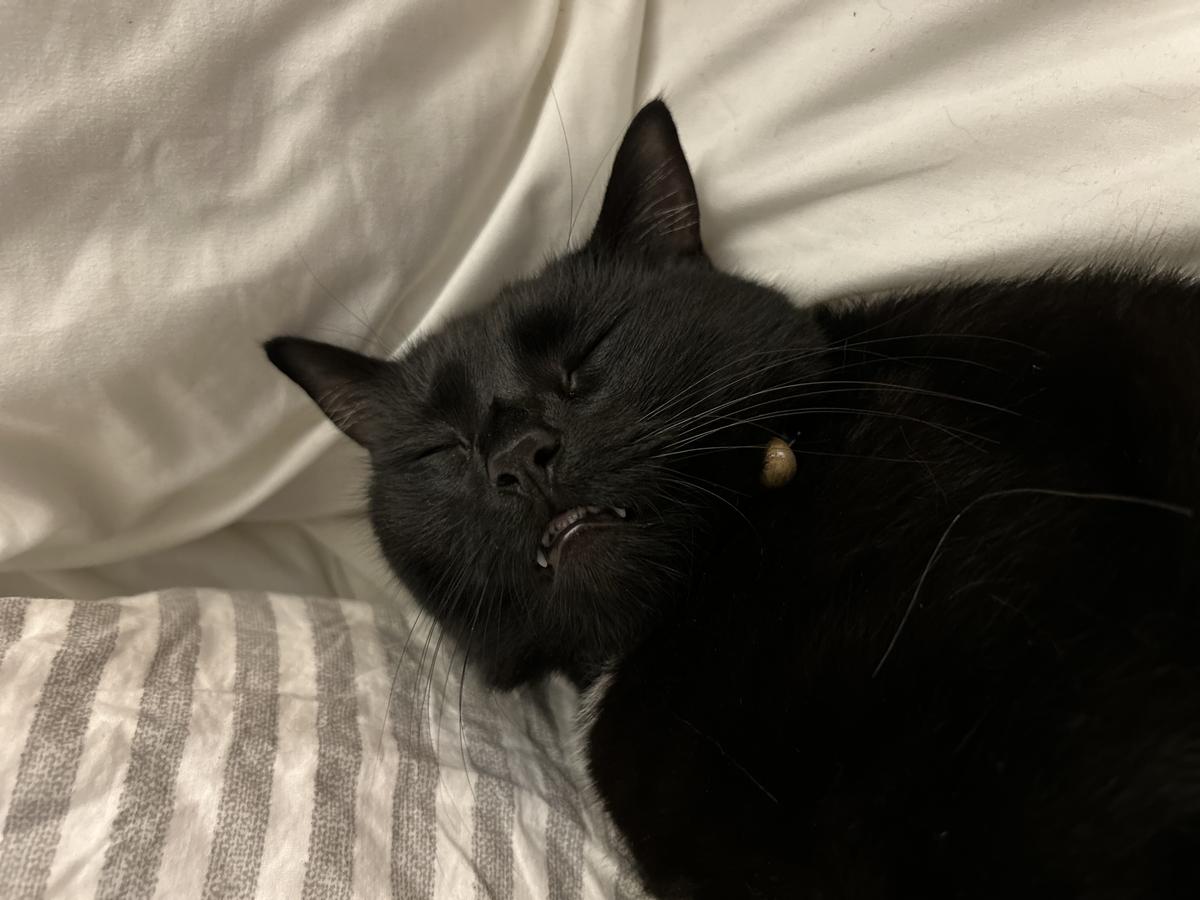 Happy adoption story: Morty