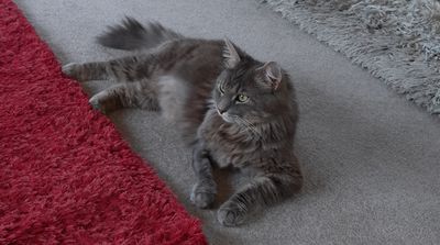 Happy adoption story: OJ