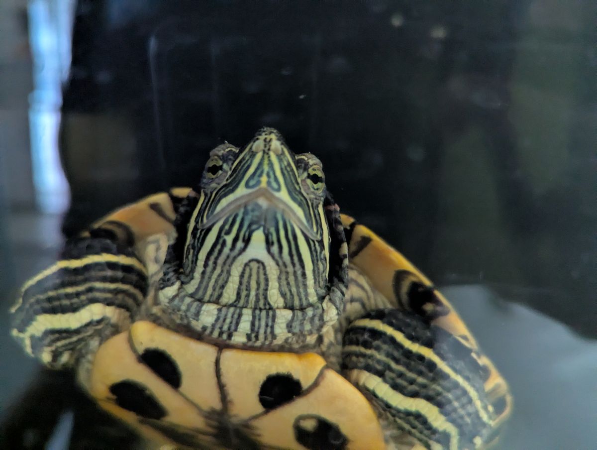 Gallery image: Tucker