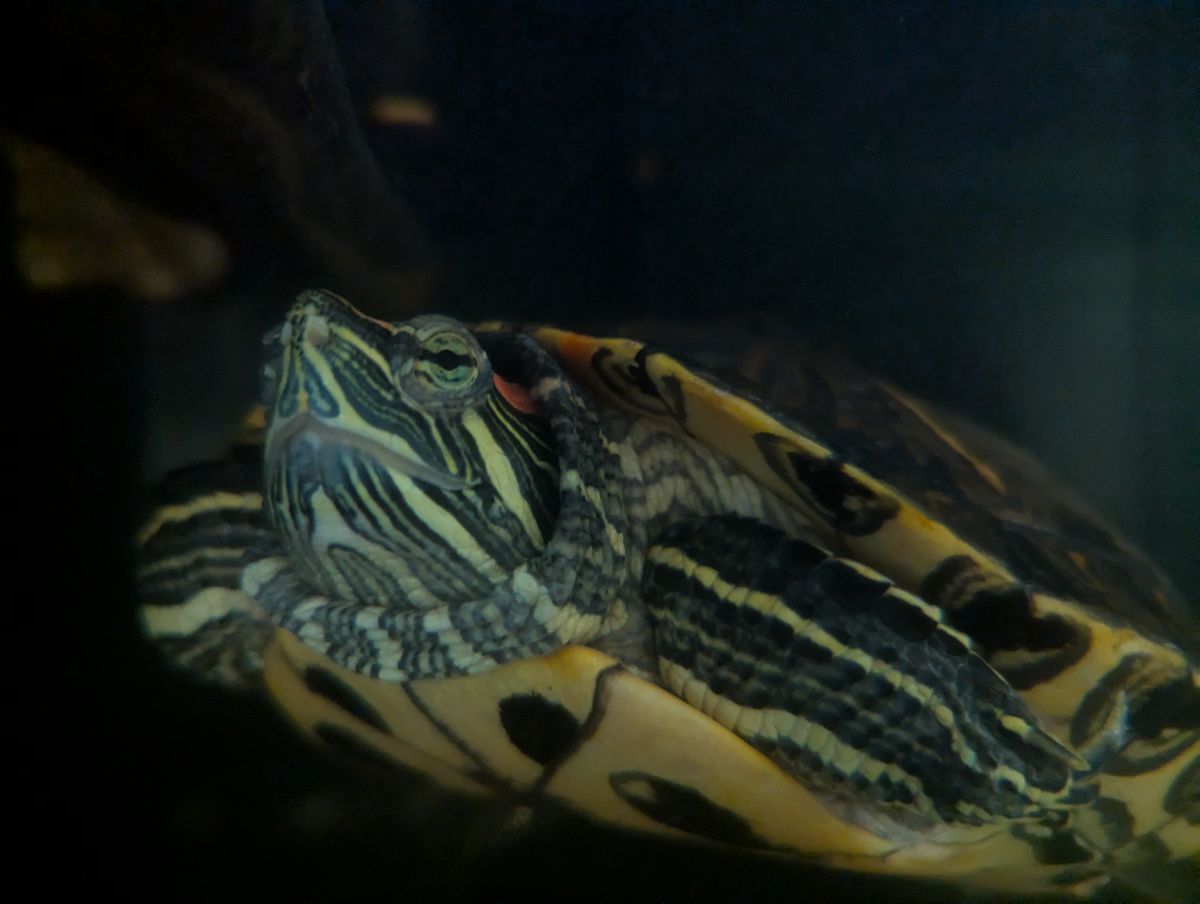 Gallery image: Tucker