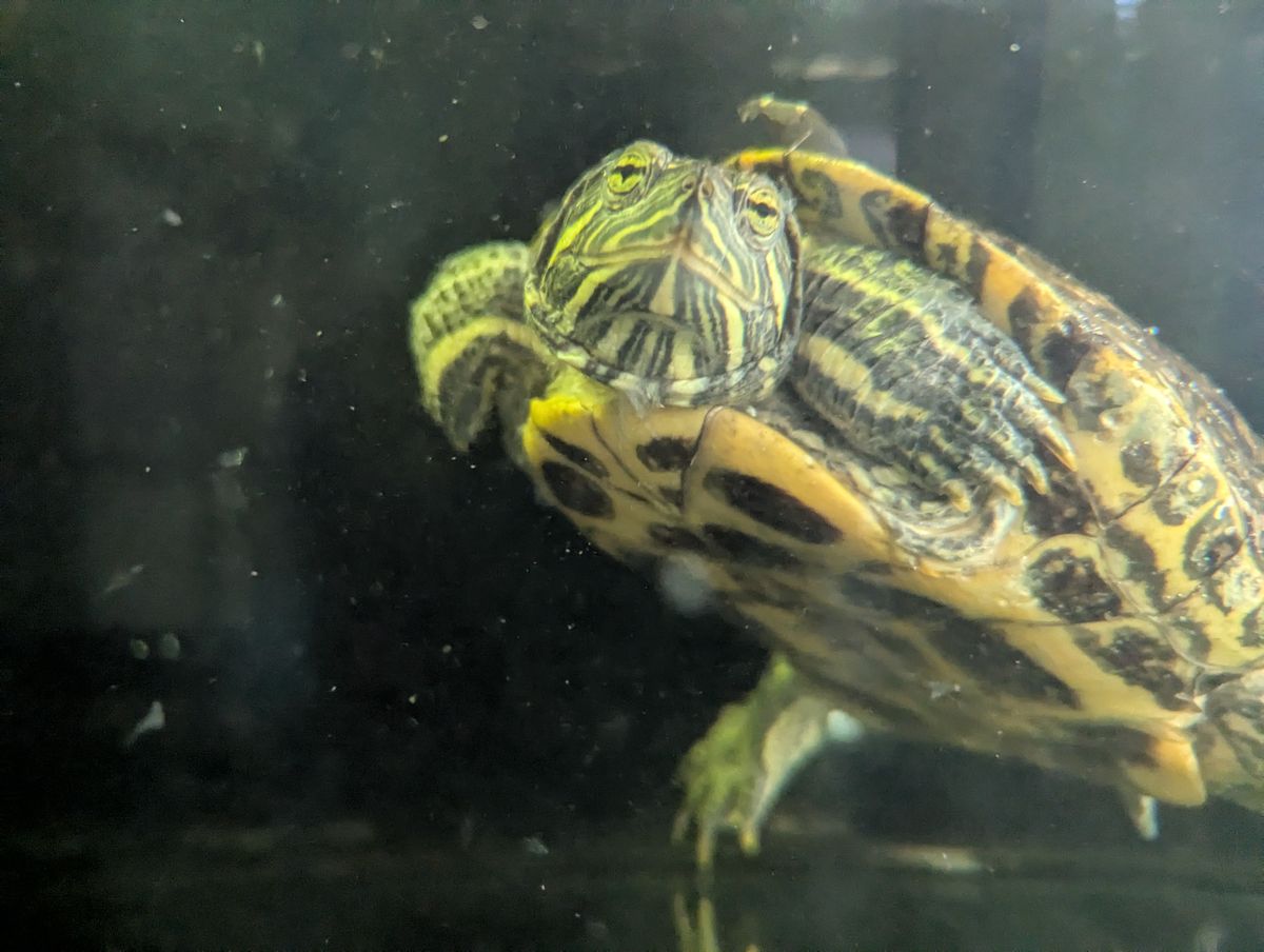 Gallery image: Tucker