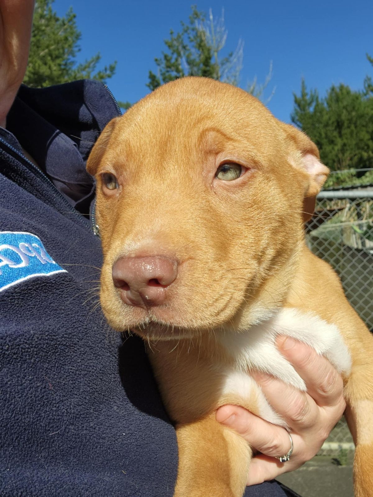 Gallery image: Carey