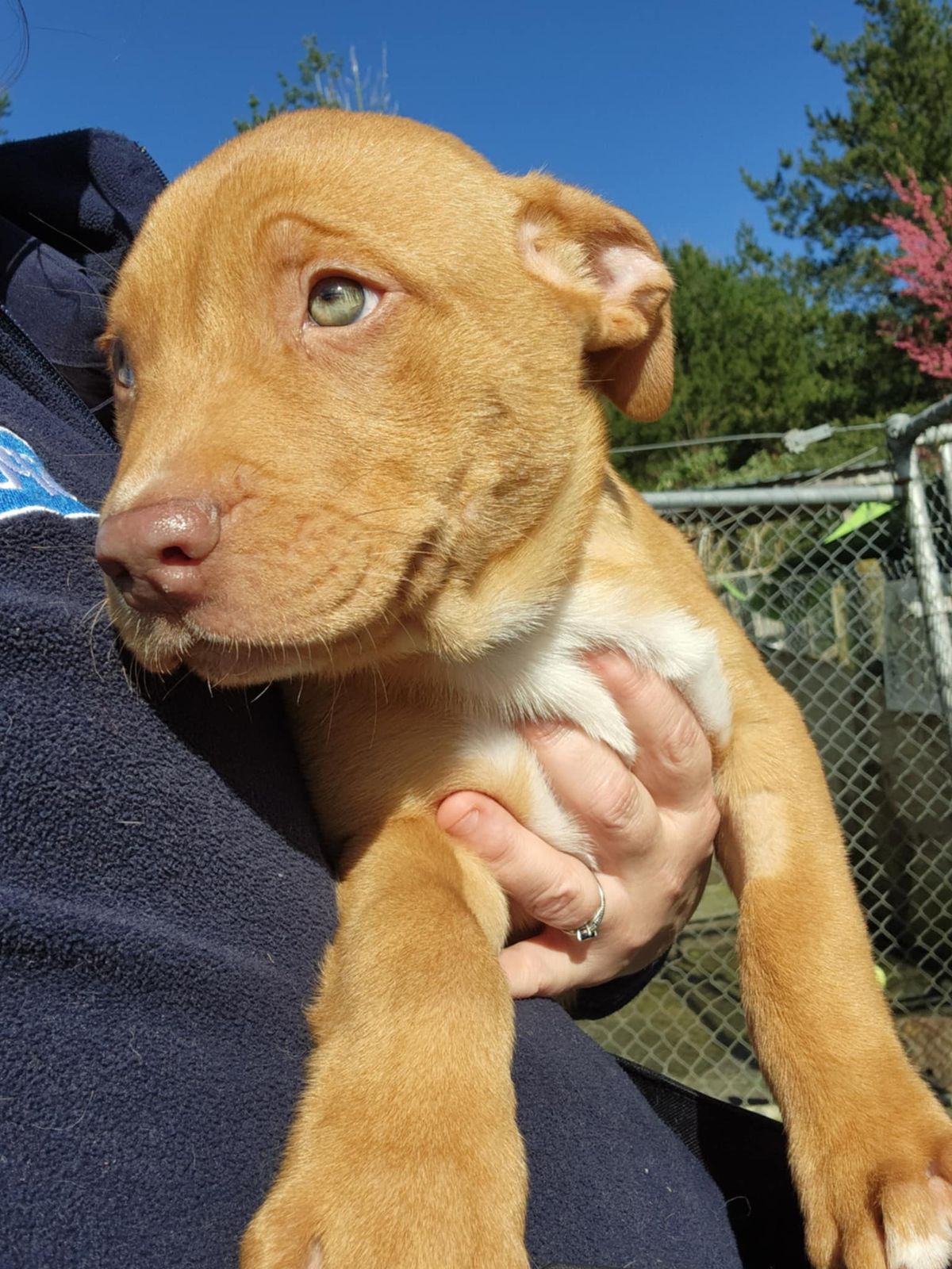 Gallery image: Carey