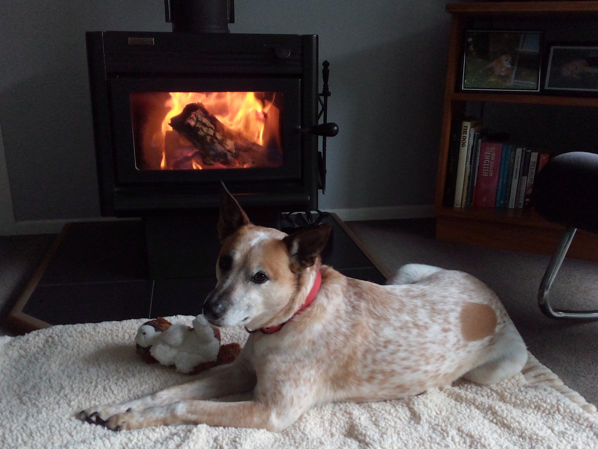 Gallery image: Mochi