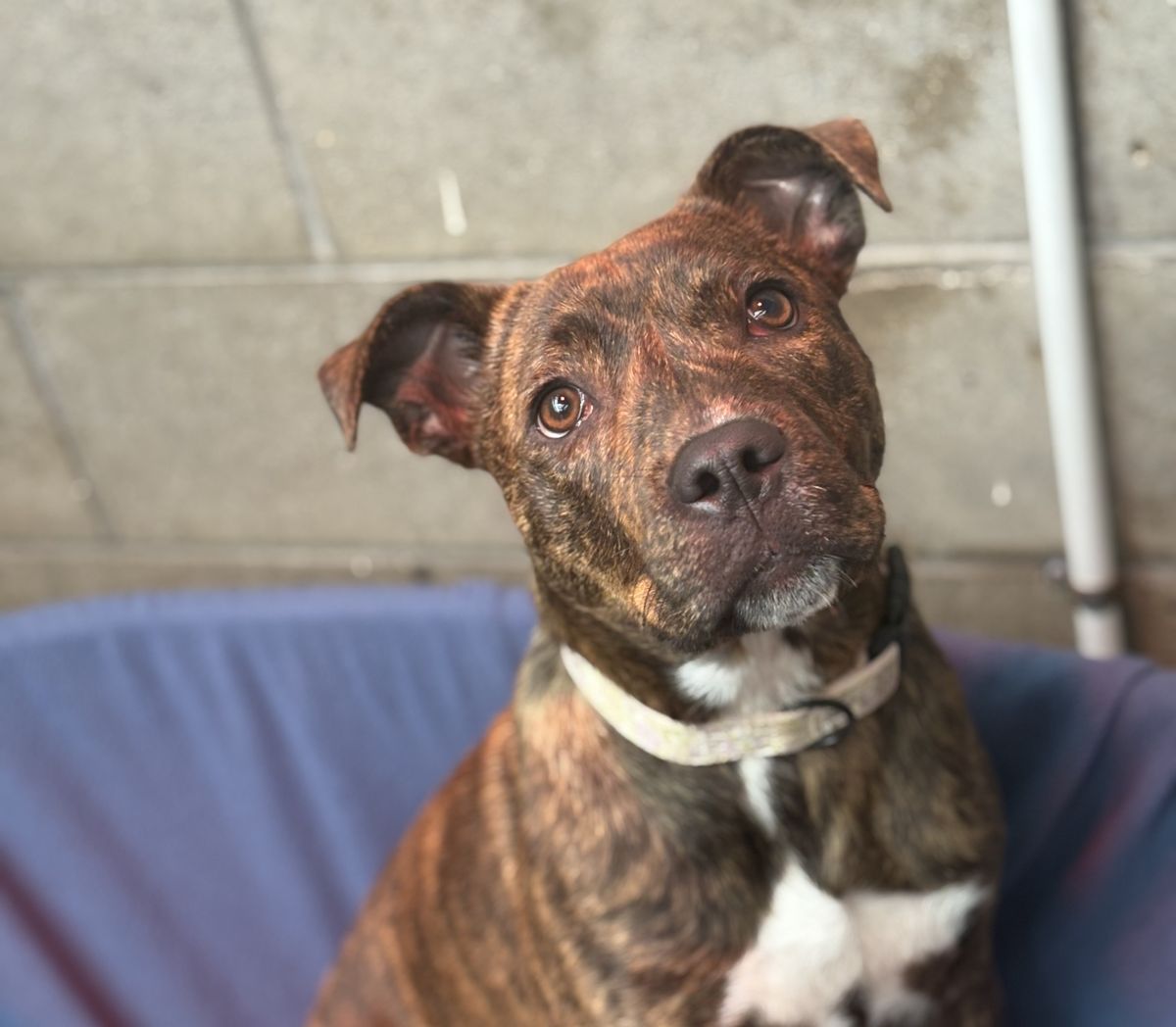 Gallery image: Stella