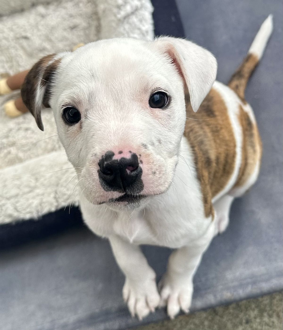 Gallery image: Penny 