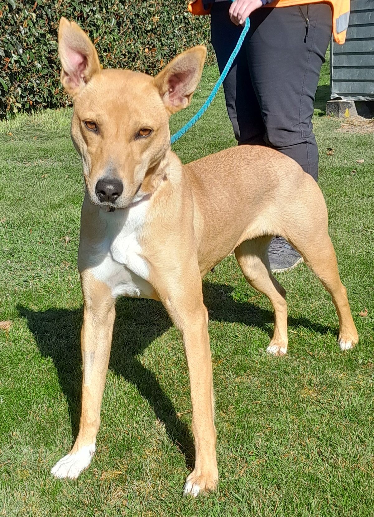 Gallery image: Maisie