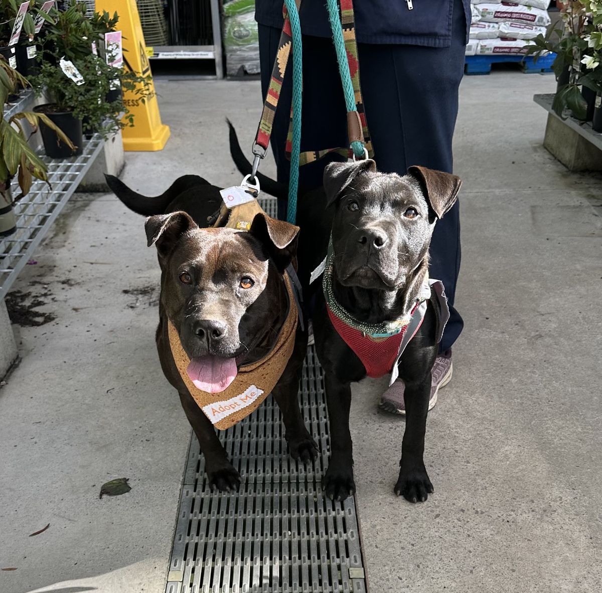 Gallery image: Carlos