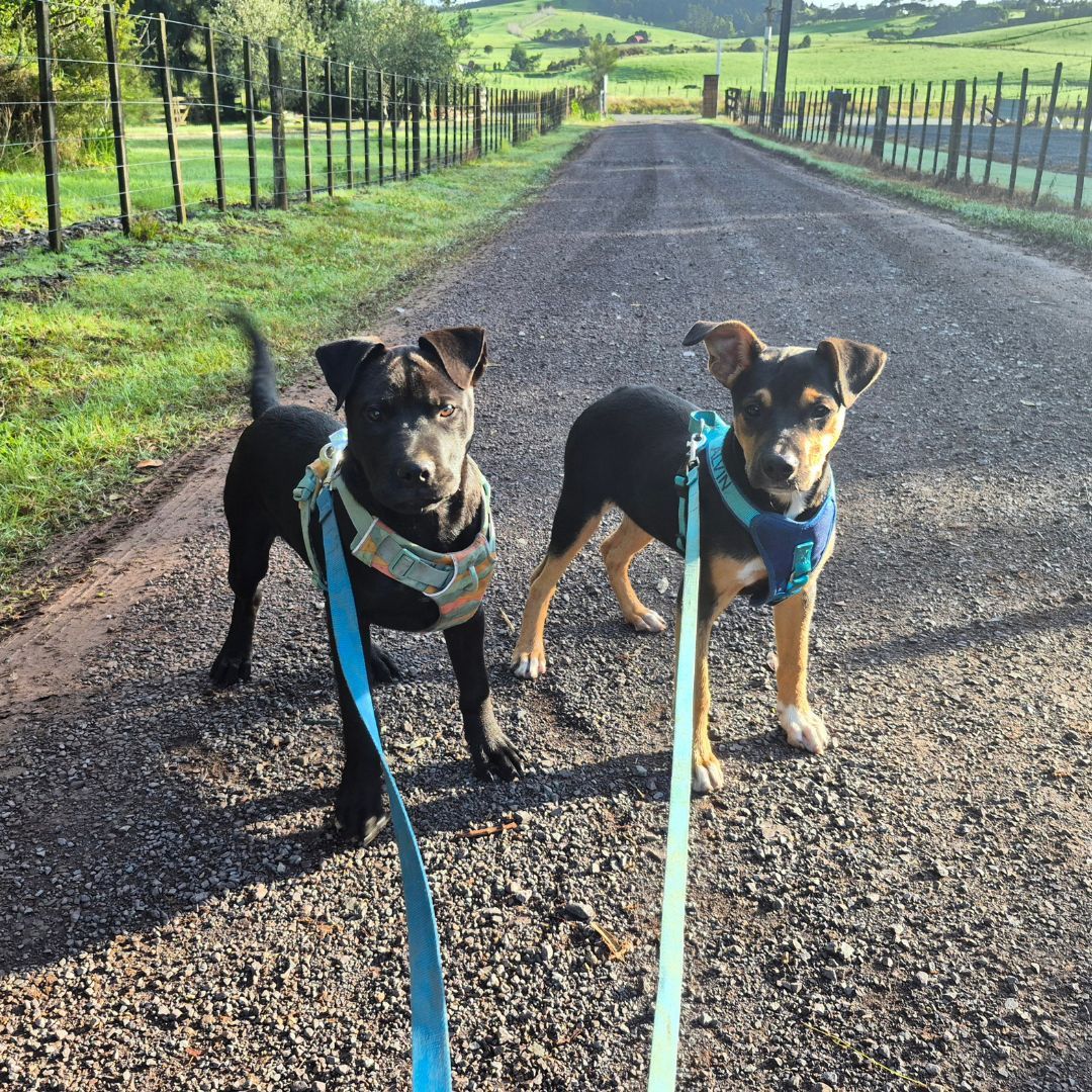 Gallery image: Carlos