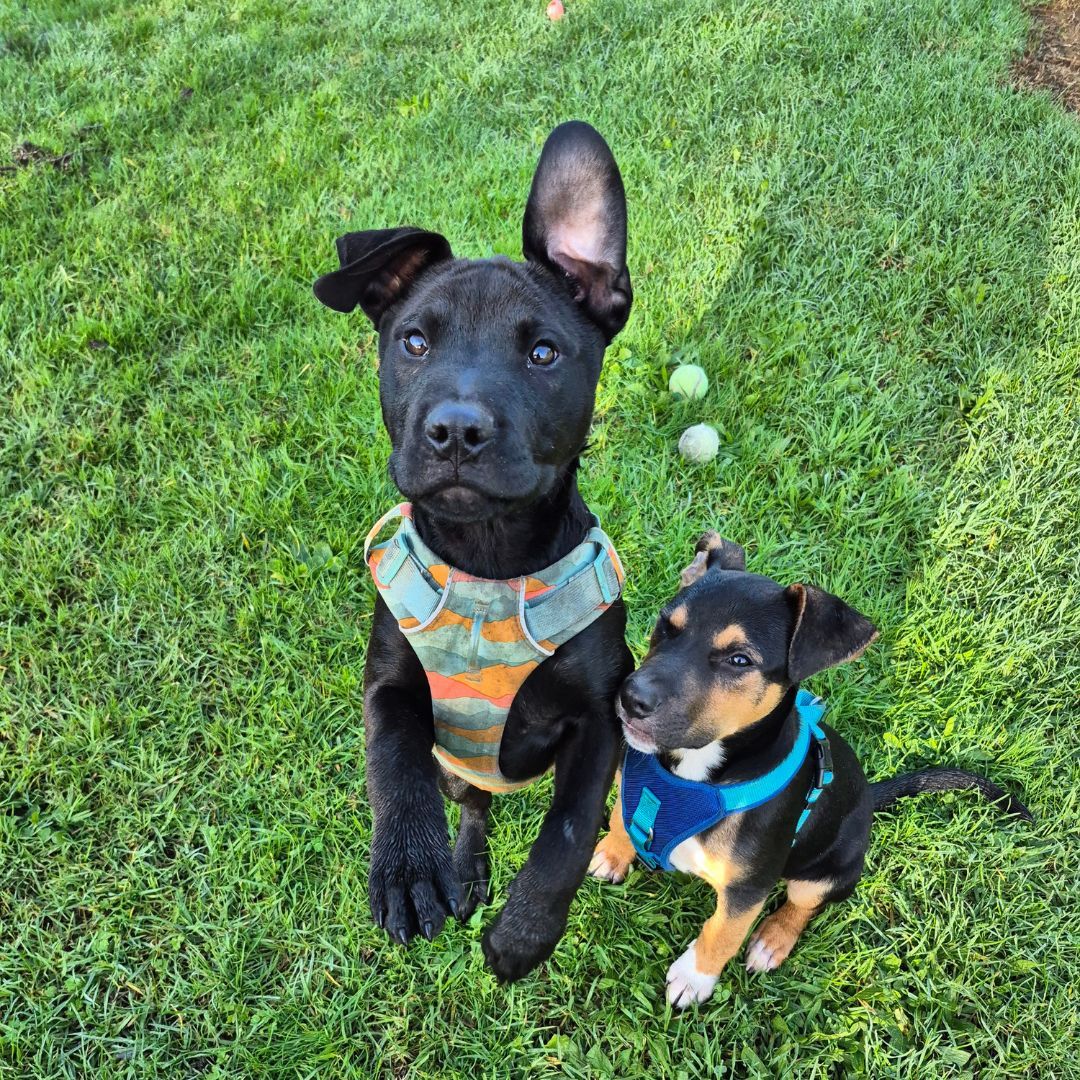 Gallery image: Carlos