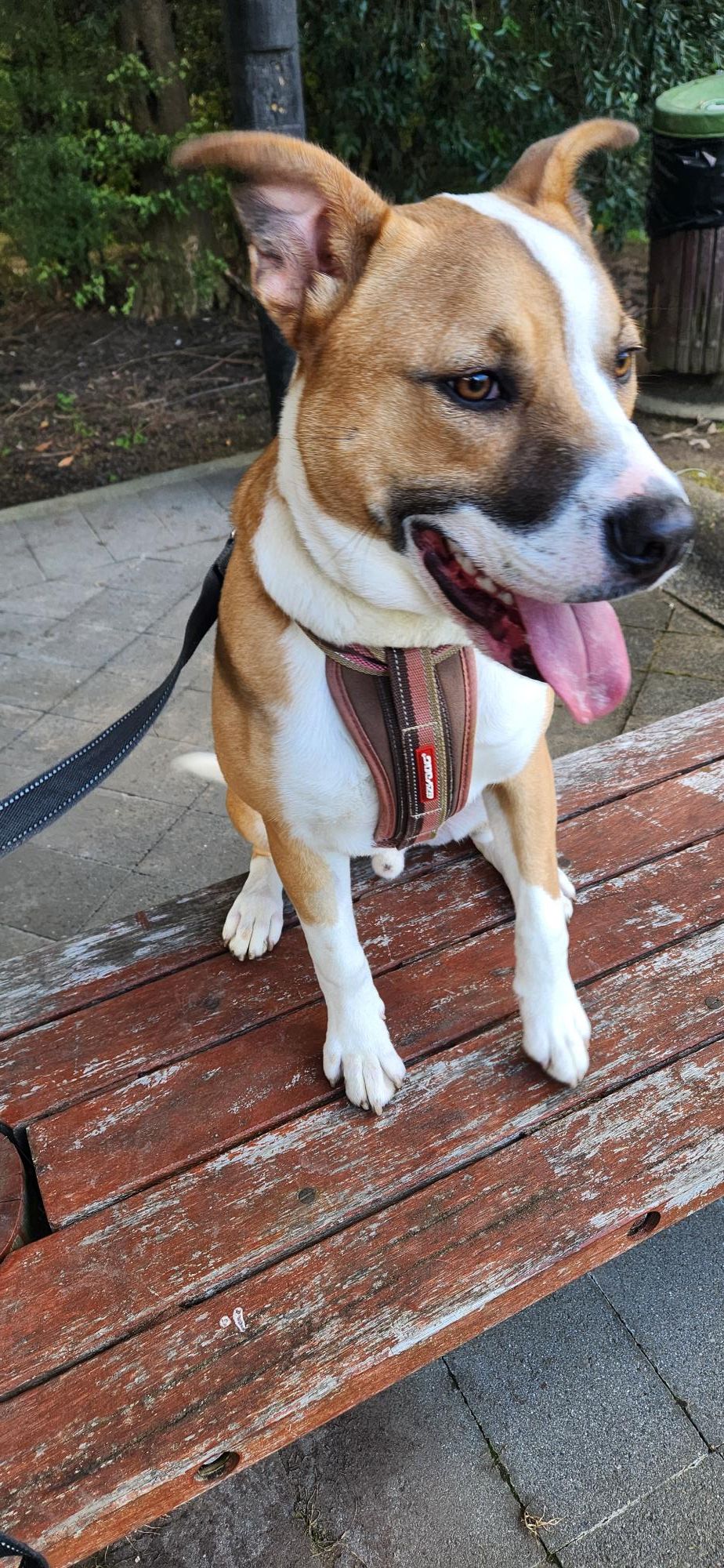 Gallery image: Sonny