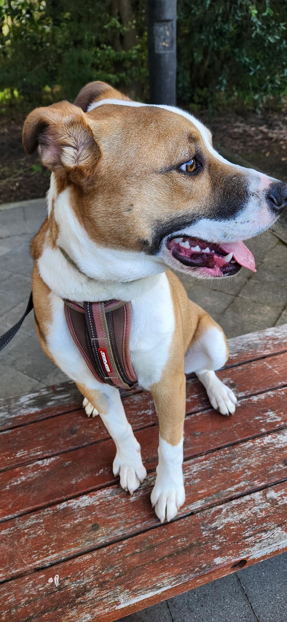 Gallery image: Sonny