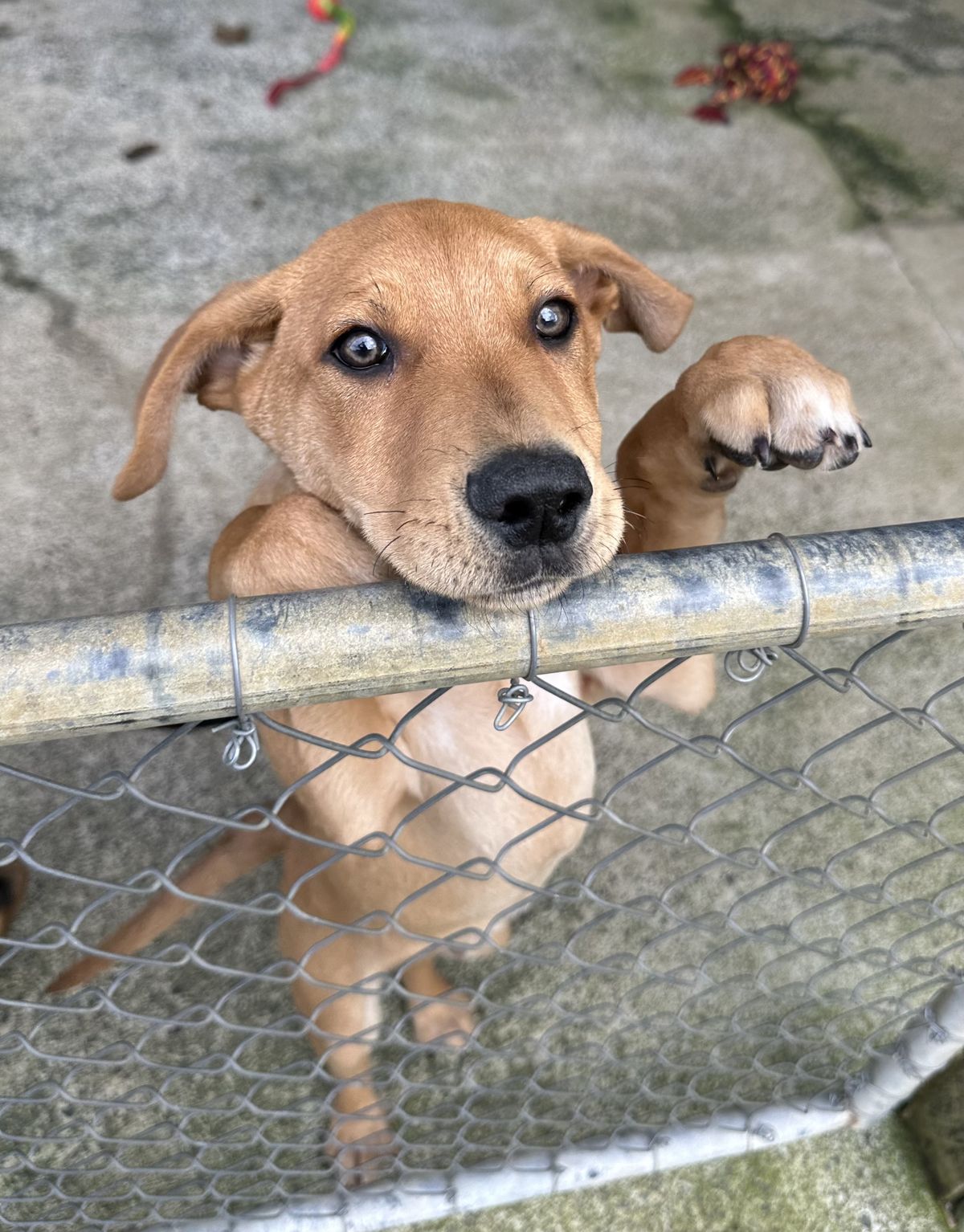 Gallery image: Pretzel