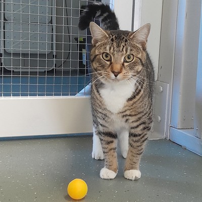 Taz - Domestic Short Hair